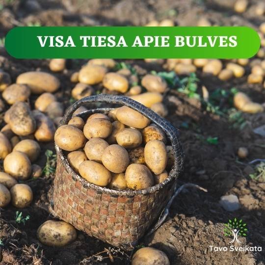 Visa tiesa apie bulves